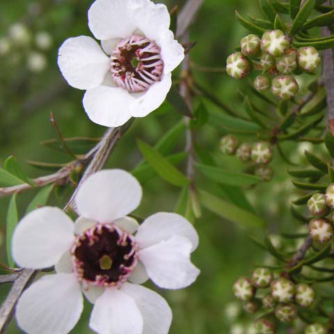 Manuka flower